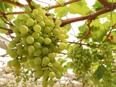 Green grapes tree Stock-Fotos