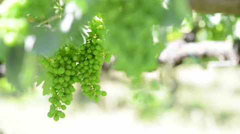 Green Grapes on the Vine Blowing in the Wind Stock Footage 24924653