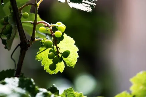 Green Grapes on vine with branch and transparent leaf in evening sun Foto stock