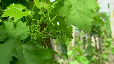 Green Grapes On Vine, Close-up. Stock Footage 131087674