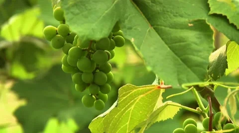 Green grapes on the vine Stock Footage 8570672