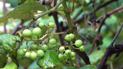 Green Grapes On The Vine Stock Footage 111522683