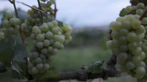Green grapes on the vine 動画素材 124544676