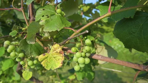 Green grapes on the vine Vídeo Stock 160055315