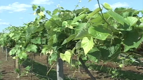 Green Grapes on vine Stock Footage 187746455
