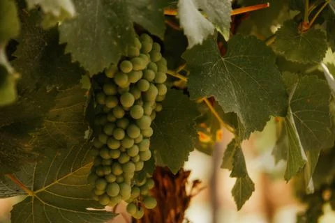 Green grapes on vine in a german vineyard Stock Photos
