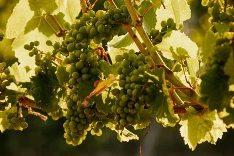 Green grapes on vine in a german vineyard Stock Photos