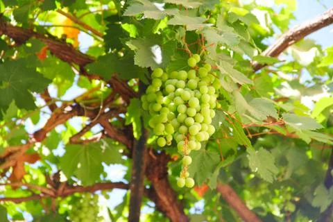 Green grapes on vine 스톡 사진