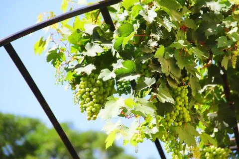 Green grapes on vine Stock Photos