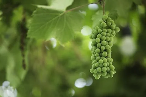 Green grapes on the vine 스톡 사진