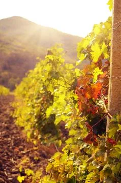 Green grapes on vine Stock Photos