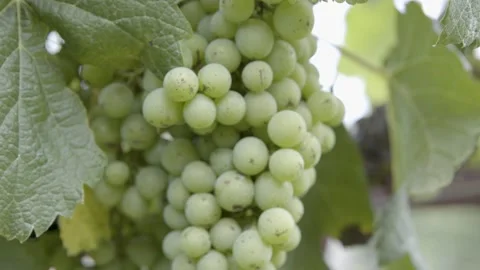 Green Grapes on vine  Rack Focus 4k Stock Footage 197682908