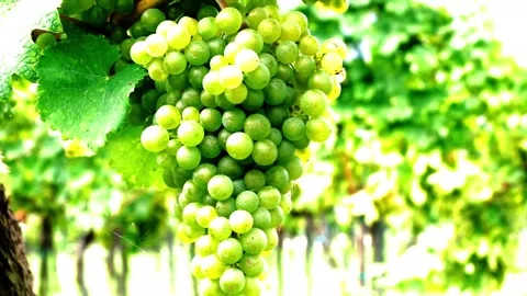 Green Grapes on Vine with Vineyard. (1) Stock Footage 306335448