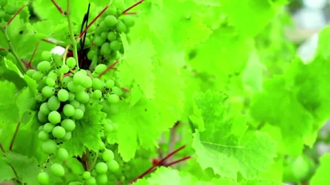 Green Grapes on Vine with Vineyard. Stock Footage 306335428
