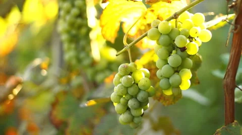 Green grapes in the vineyard Stock Footage 41885118