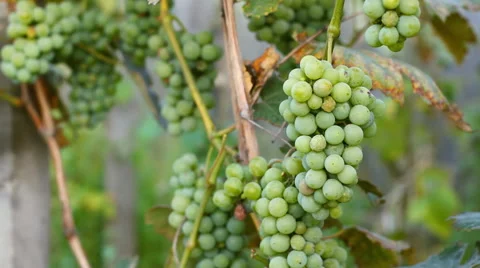 Green grapes in the vineyard Stock Footage 42470113