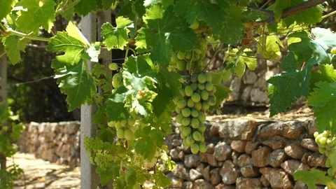Green grapes on the vineyard Vídeo Stock 78326021