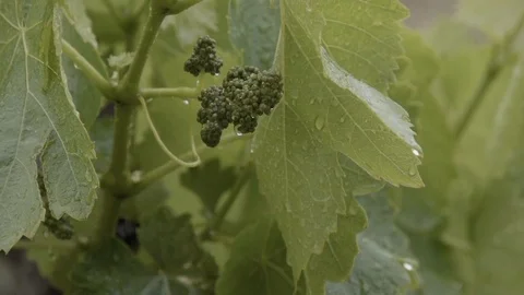 Green grapevine and leaves under rain Stock Footage 89736267