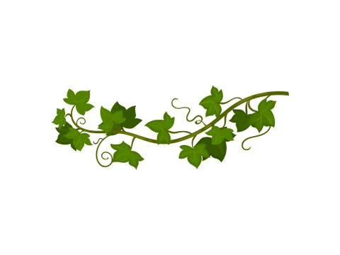 Green grapevine close-up. Vector illustration on white background. Stock Illustration