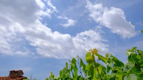 Green grapevine, leaf of grapevine shaking and blue white clouds background. Stock Footage 166715990