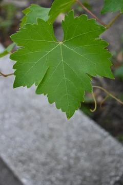 Green grapevine leaf Stock Photos