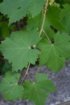 Green grapevine leaves in close-up Stockfoto's