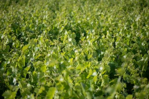 Green grapevine leaves Stock Photos