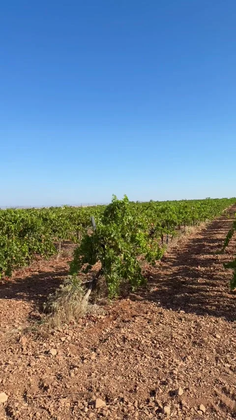 Green grapevine rows growing in a sunny field in Spain Stock Footage 340583997