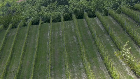 Green Grapevine Rows on a Hillside Vineyard in Summer Stock Footage 346121433