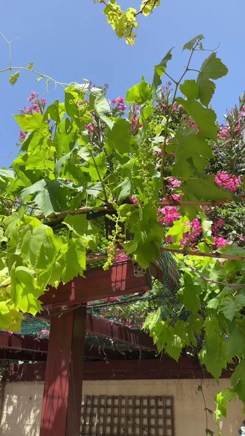 Green grapevine with young small grapes growing on wooden pergola under blue sky 스톡 동영상 336314624