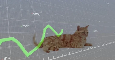 Green graph entering from left, crossing ginger cat, causing tail flick and head Stock Footage 333904904