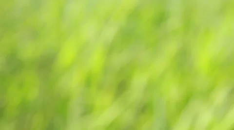 Green gras and window,blurred background Stock Footage 39965489