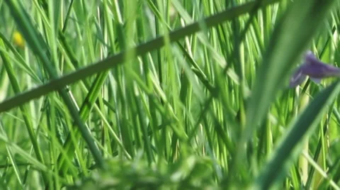 Green gras. Camera movement. Stock Footage 34657887