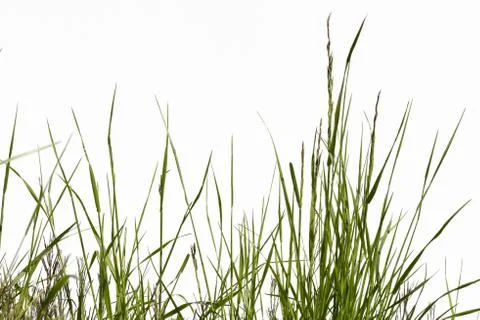 Green Gras Easter Foto stock