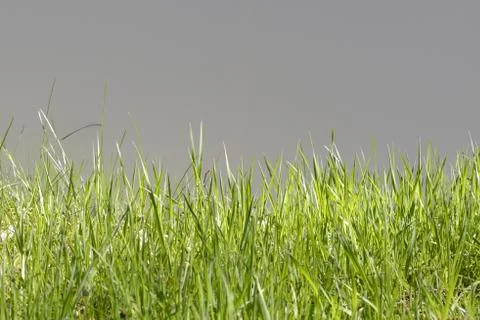 Green Gras Easter Foto stock