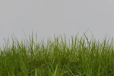 Green Gras Easter Foto stock