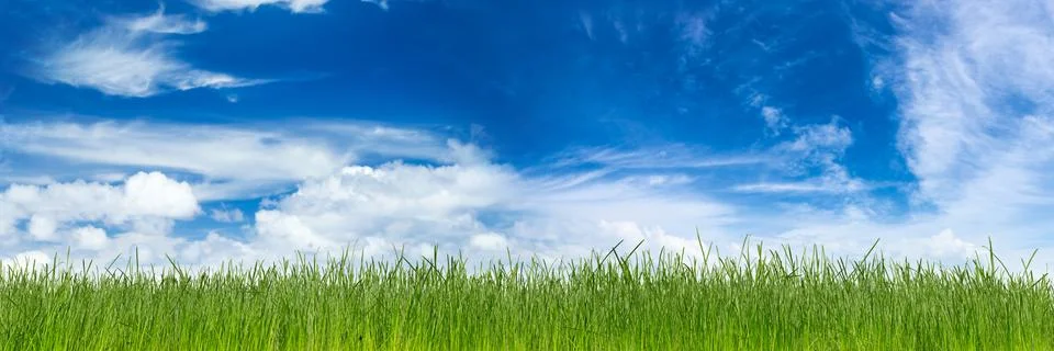 Green gras Stock Photos