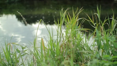 Green gras standing in front of a small creek Stock Footage 86762588