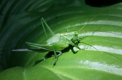 Green Grashopper Stock Photos