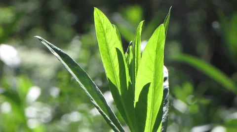 Green grass 1 Video stock 1064922