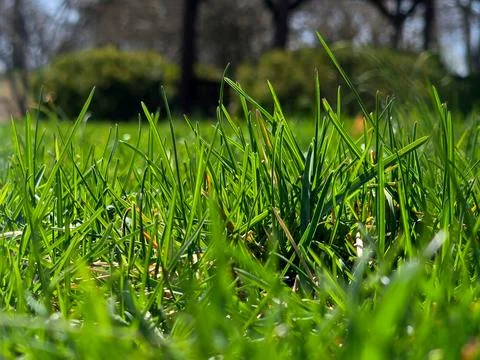 Green Grass 1 Stock Photos