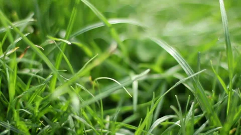 The Green Grass 11 Stock Footage 39384089