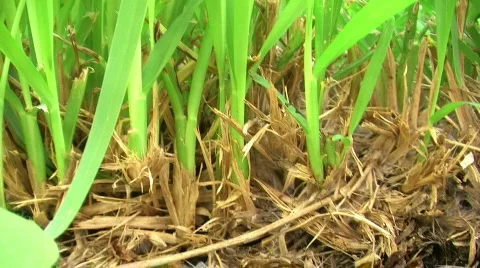 Green Grass 2  Видео 285730