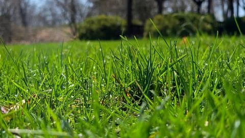 Green Grass 2 Stock Photos