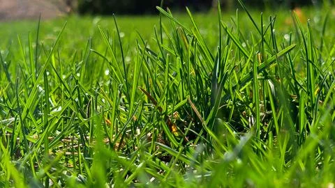 Green Grass 3 Stock Photos