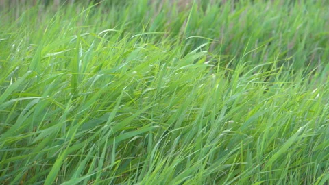 Green grass 4K Stock-Footage 156208050