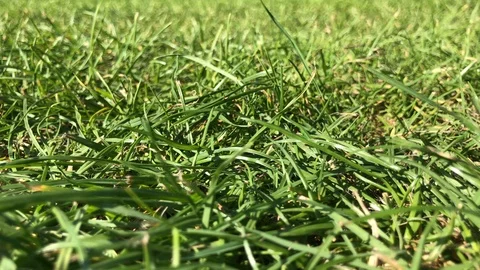 Green Grass 4K Summer Close Up Nature Stock Footage 115580887