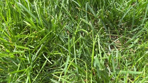 Green Grass From Above, Horizontal Video Nature Background Stock Footage 309161209