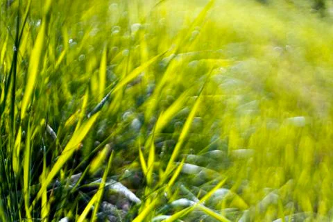 Green grass abstract background Stock Photos