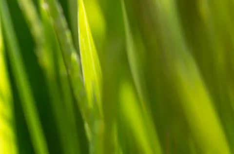 Green grass abstract macro blurry background photo Foto stock